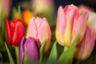 W-tulpen, gefotografeerd met oude lenzen