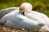 Swan nests